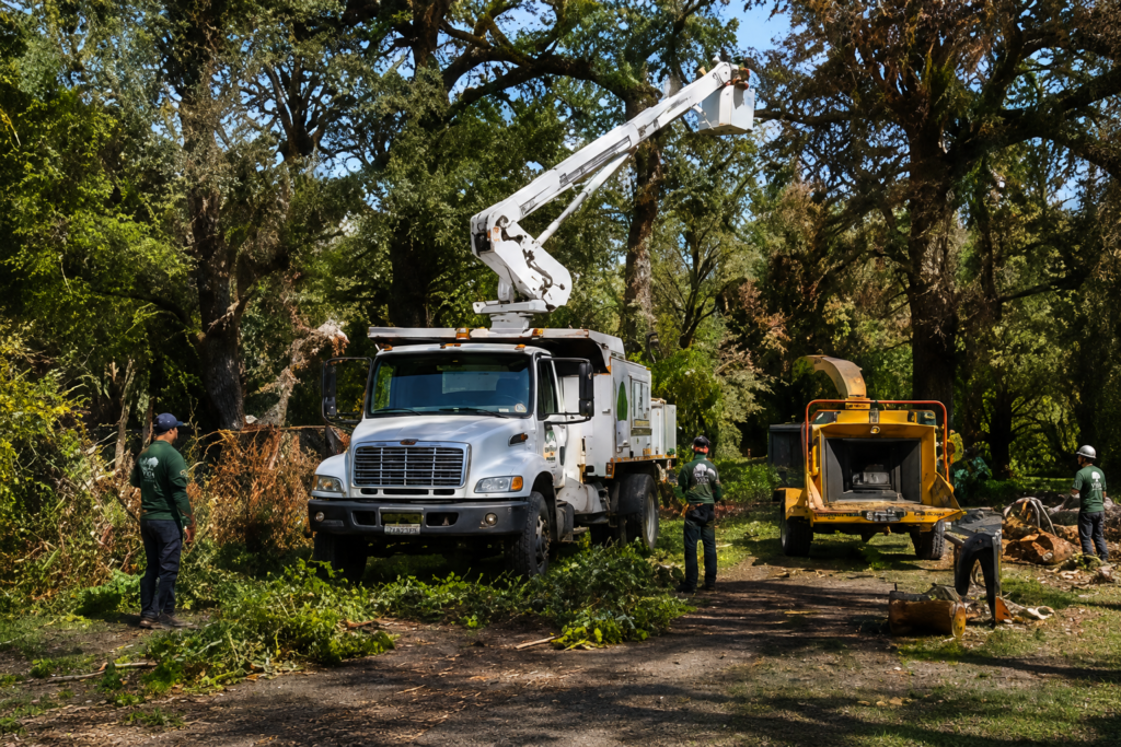 Professional tree service crew and equipment working on tree cleanup project in Sonoma County, California.